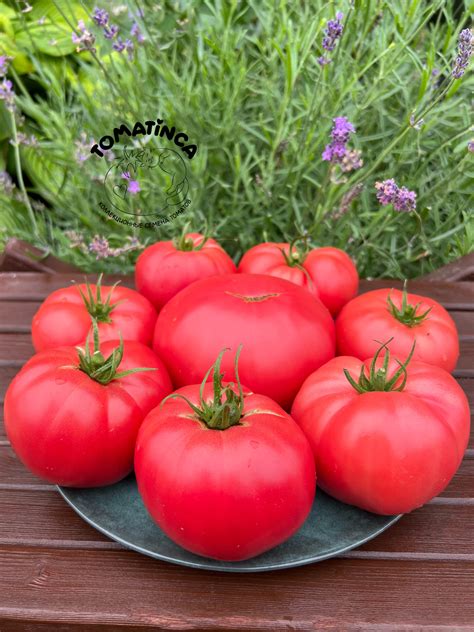 Жрица – Tomatinсa.ru