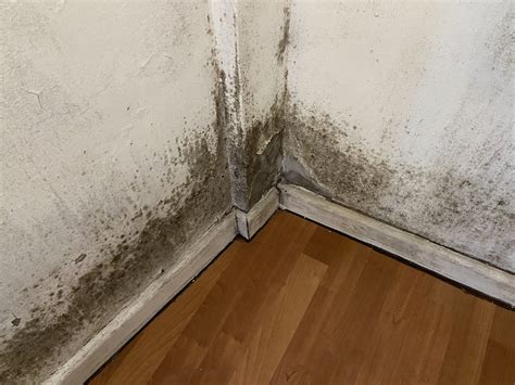 Taking a Breath of Fresh Air: Understanding the Health Impact of Damp