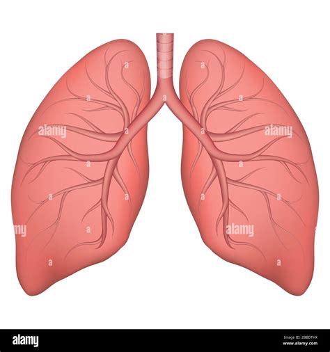 human lungs diagram  kids