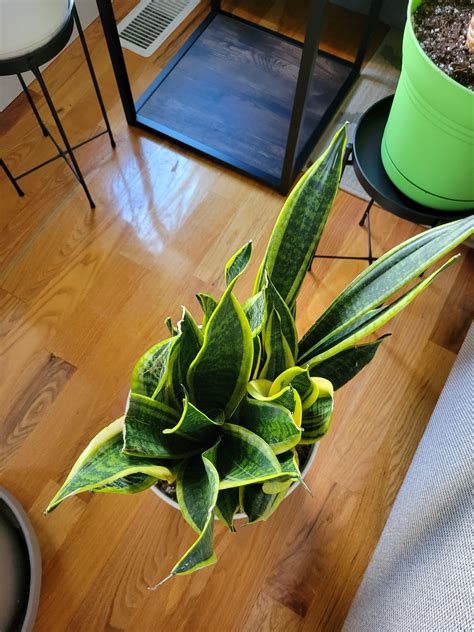 Reporting snake plant : r/houseplants