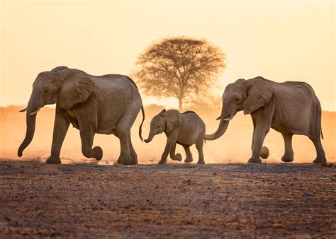 elephant wallpapers  backgrounds wallpapercg