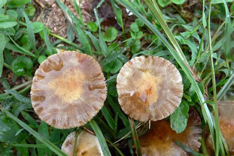 Scientists Explain Why Mass Mushrooms Appear After Heavy Rain - RYZE Superfoods