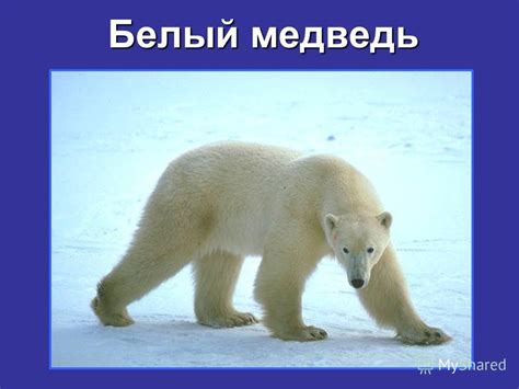Презентация на тему: "Белый медведь. Вид занесён в Международную ...