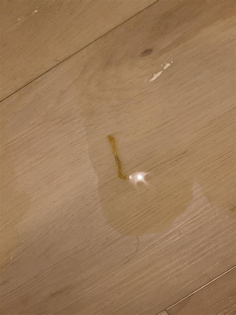 Found in my dogs urine : r/whatsthisbug