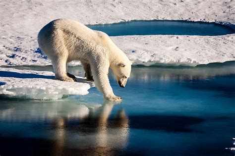 ways polar bears  affected  global warming biol