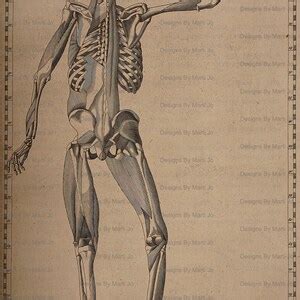 vintage anatomy drawings set   vintage human anatomical prints jpg