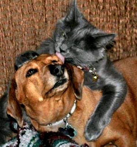 Kitty kiss Photograph by Patrick McClellan - Pixels