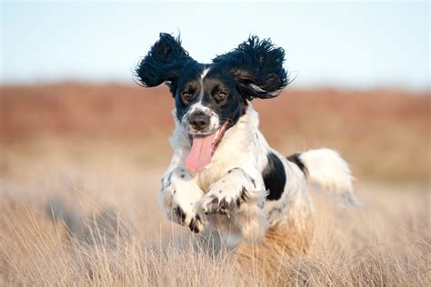 12 Types Of Dogs Ears - Pets Tutorial