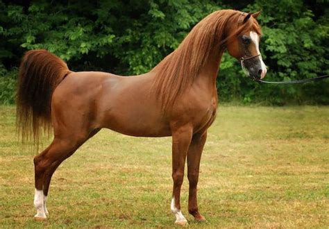 beautiful arabian horse wallpaperscom