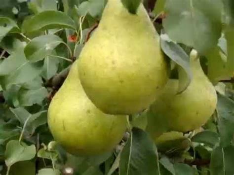 Сорт груши Завея - YouTube | Fruit trees, Fruit trees for sale, Pear