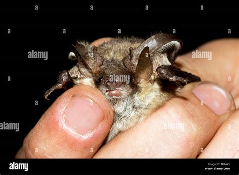 Grey long eared bat hi-res stock photography and images - Alamy