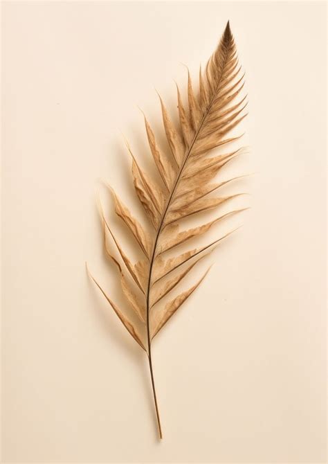 pressed pine needle leaf plant  photo rawpixel