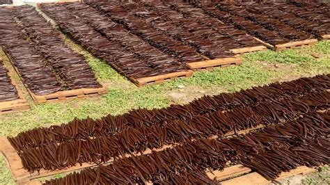 How to Grow Vanilla Beans: Cultivating the Vanilla Orchid – Forestry ...