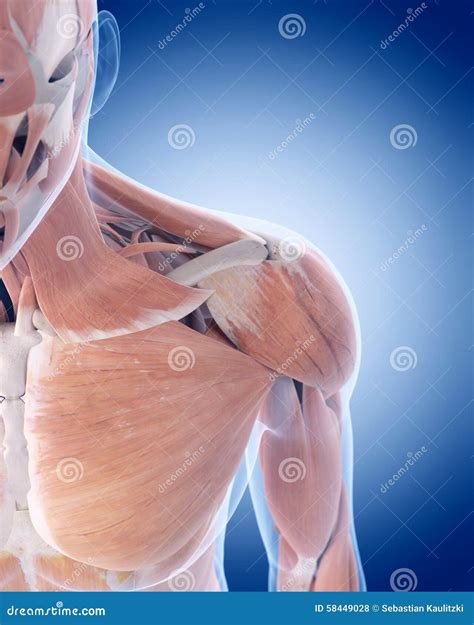 Muscles Of The Shoulder 6