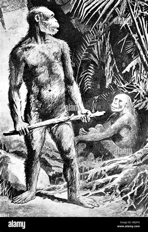 Prehistoric Java Man, Homo erectus Stock Photo - Alamy