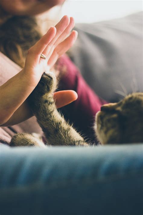 Can Fleas Live On Humans - Flea Cures