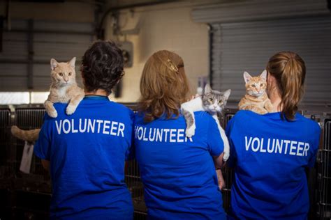 orange county animal services helped  caring volunteers  adoption numbers soar
