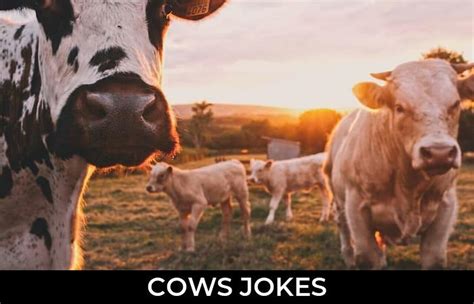 142+ Cows Jokes And Funny Puns - JokoJokes