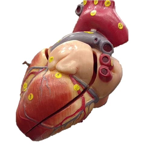 left side of heart Diagram | Quizlet