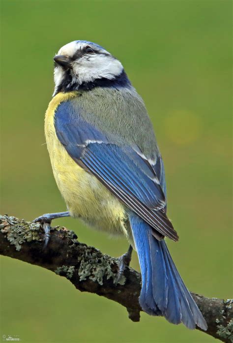 Blue Tit Photos, Blue Tit Images, Nature Wildlife Pictures | NaturePhoto