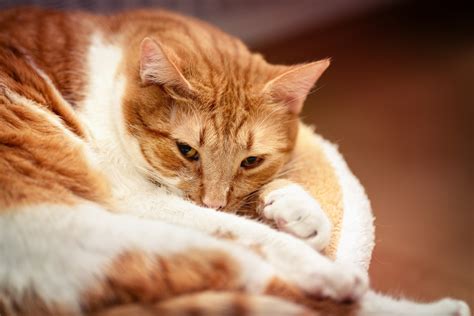 images house cat red white relaxed hangover lying tired