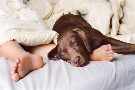 woman sentenced  jail   sex   dog