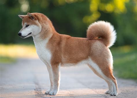 Shiba Inu - Dog Breed Information & Characteristics - FurLyfe!