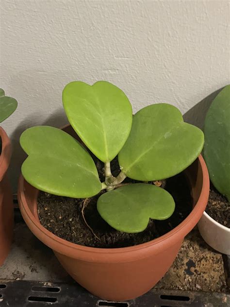 Hoya Kerrii Heart Shaped Plant, Furniture & Home Living, Gardening