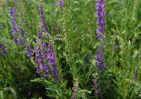 Lamiaceae