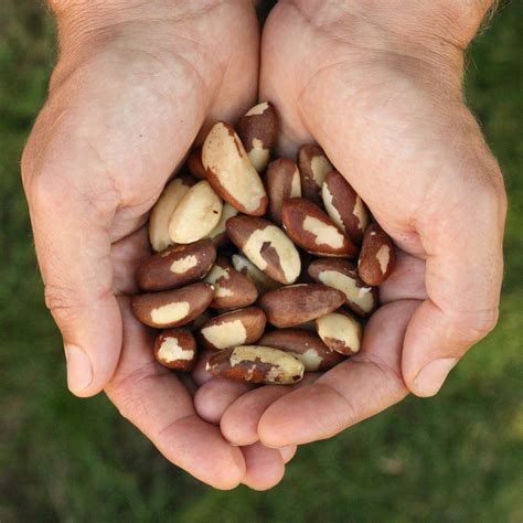 what does brazil nuts taste like 1