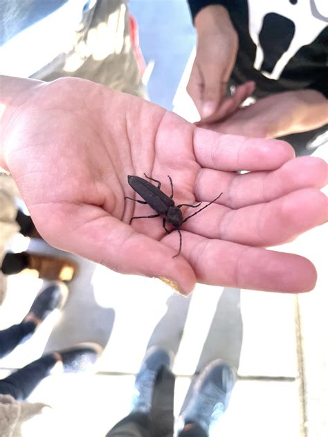 Identify this insect. Found near Paradise Park. : r/Reno