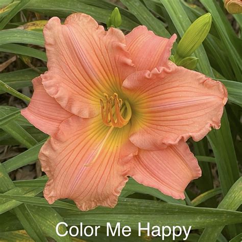 daylily color