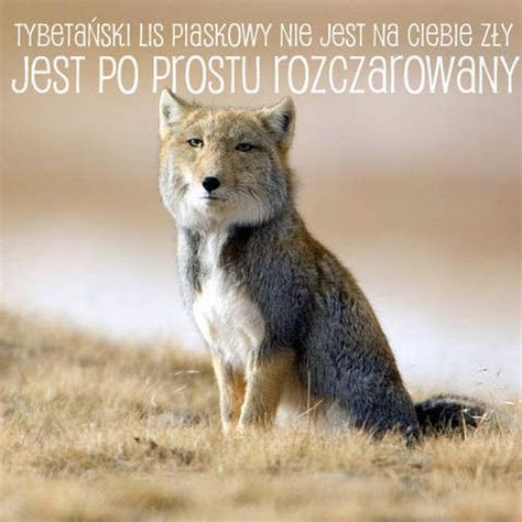 Tybetański lis piaskowy - Sadistic.pl