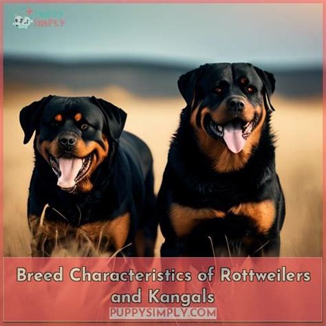 Rottweiler Bite Force Vs Kangal Bite Force - Canine Jaw Power Compared