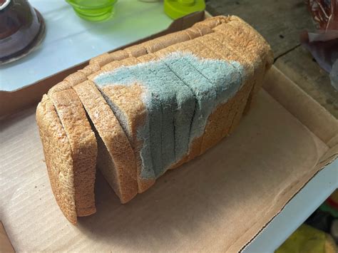 MOLDY BREEEEEEEAAAAAAADDD : r/grayfruit