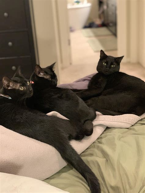 What’s a group of black cats called? : r/blackcats