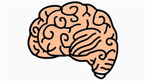 Cartoon Brain Drawing at PaintingValley.com | Explore collection of ...