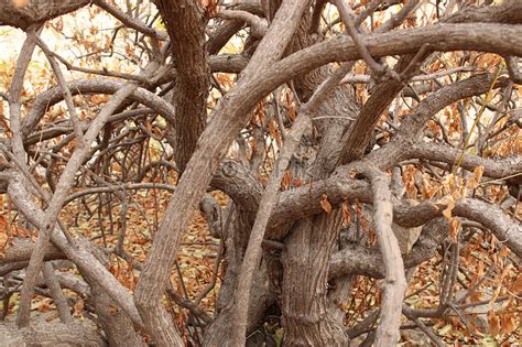 tree picture  hd     lovepik