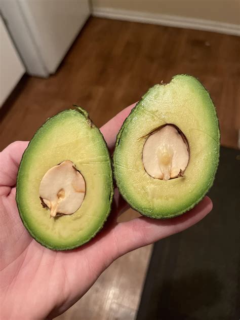 Avocado Seeds