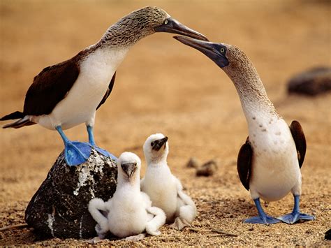 blue footed booby threatened   galapagos national geographic