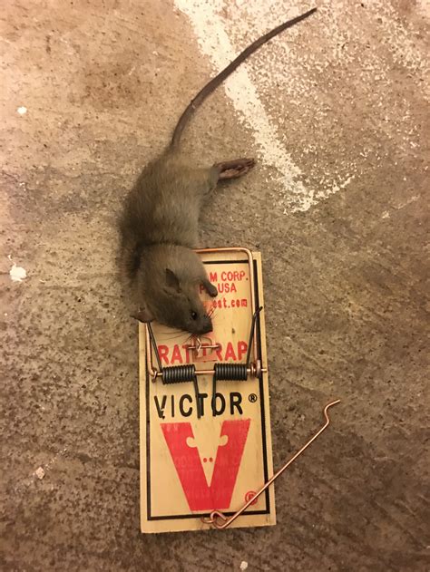 Dead rat — Rapid Rodent Removal
