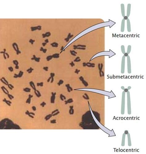 Chromosome classification based on position of centromere and function ~ Biology Exams 4 U