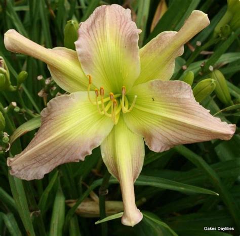 PRAGUE SPRING - Oakes Daylilies