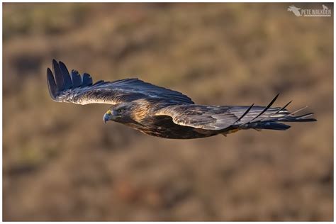 Canon EOS R7 - A Review - Pete Walkden Photography