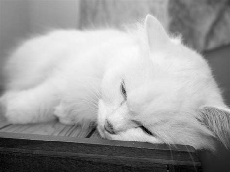 Кошка умирает дома: что делать, причины, приметы об этом
