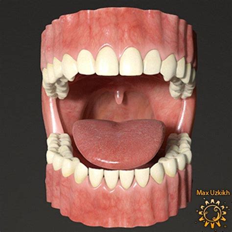 открытый рот | Mouth anatomy, Human body anatomy, Anatomy models