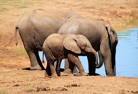 royalty  photo elephants  green grass field pickpik