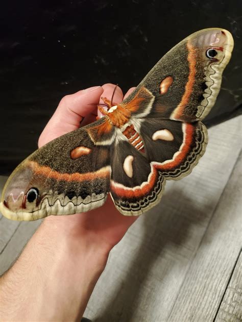 massive cecropia with nearly 8" wingspan : r/moths