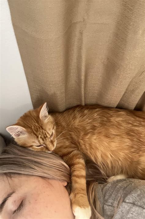My kitten has had loose stools for 2 months and nothing is working : r