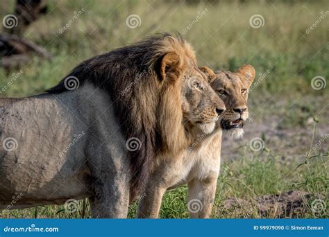 Lion Mating Couple Standing in the Grass. Stock Photo - Image of feline ...